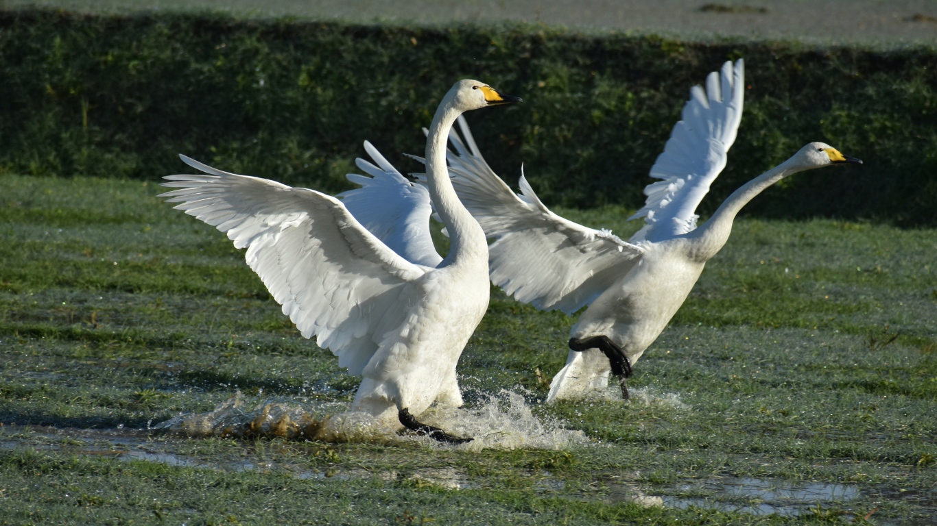 Два белых лебедя взлетают с воды