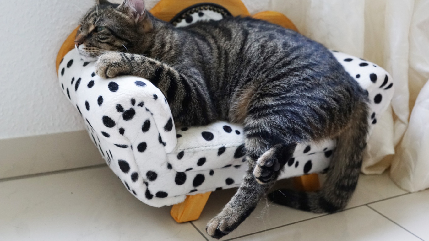 Серый домашний кот спит на кресле 