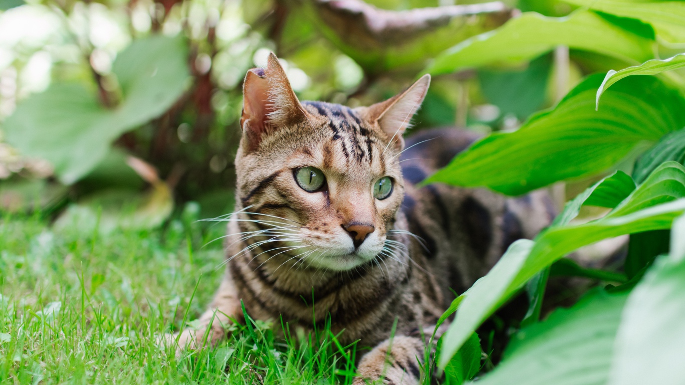 Красивая бенгальская кошка лежит на траве 