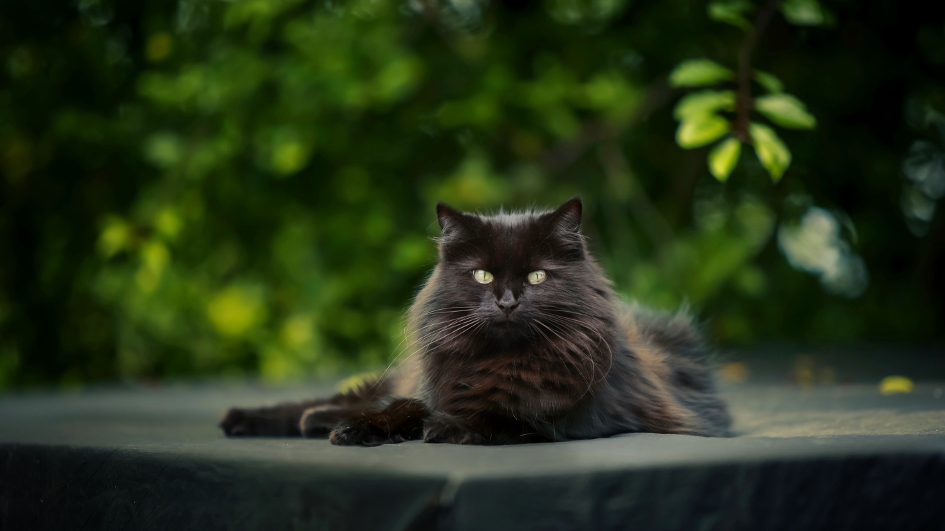 Красивый черный кот лежит на столе 