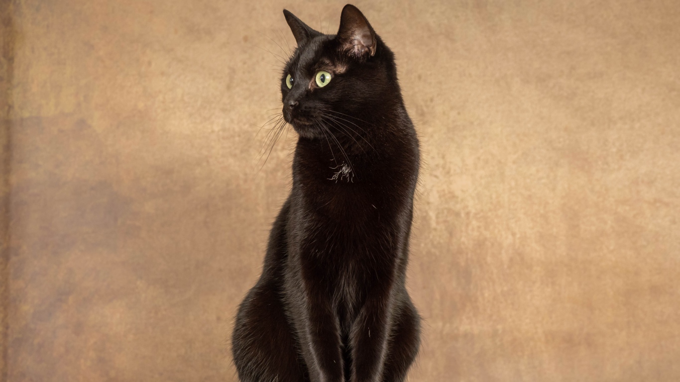 Красивый черный кот на фоне коричневой стены 