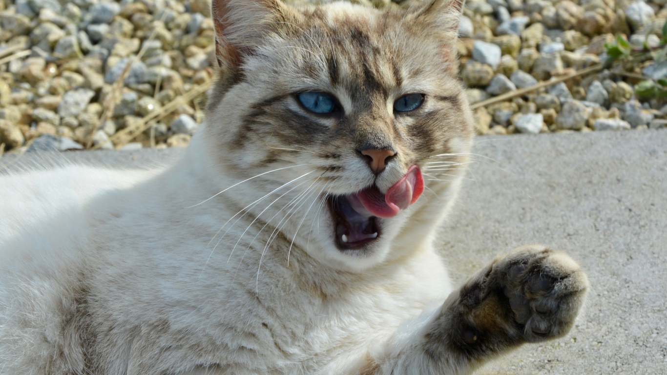 Красивая голубоглазая кошка облизывается 