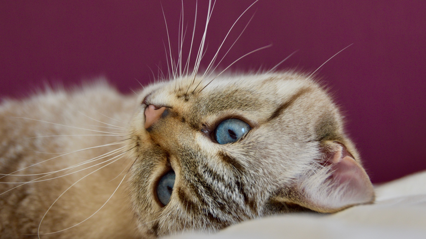 Красивая голубоглазая кошка лежит на кровати