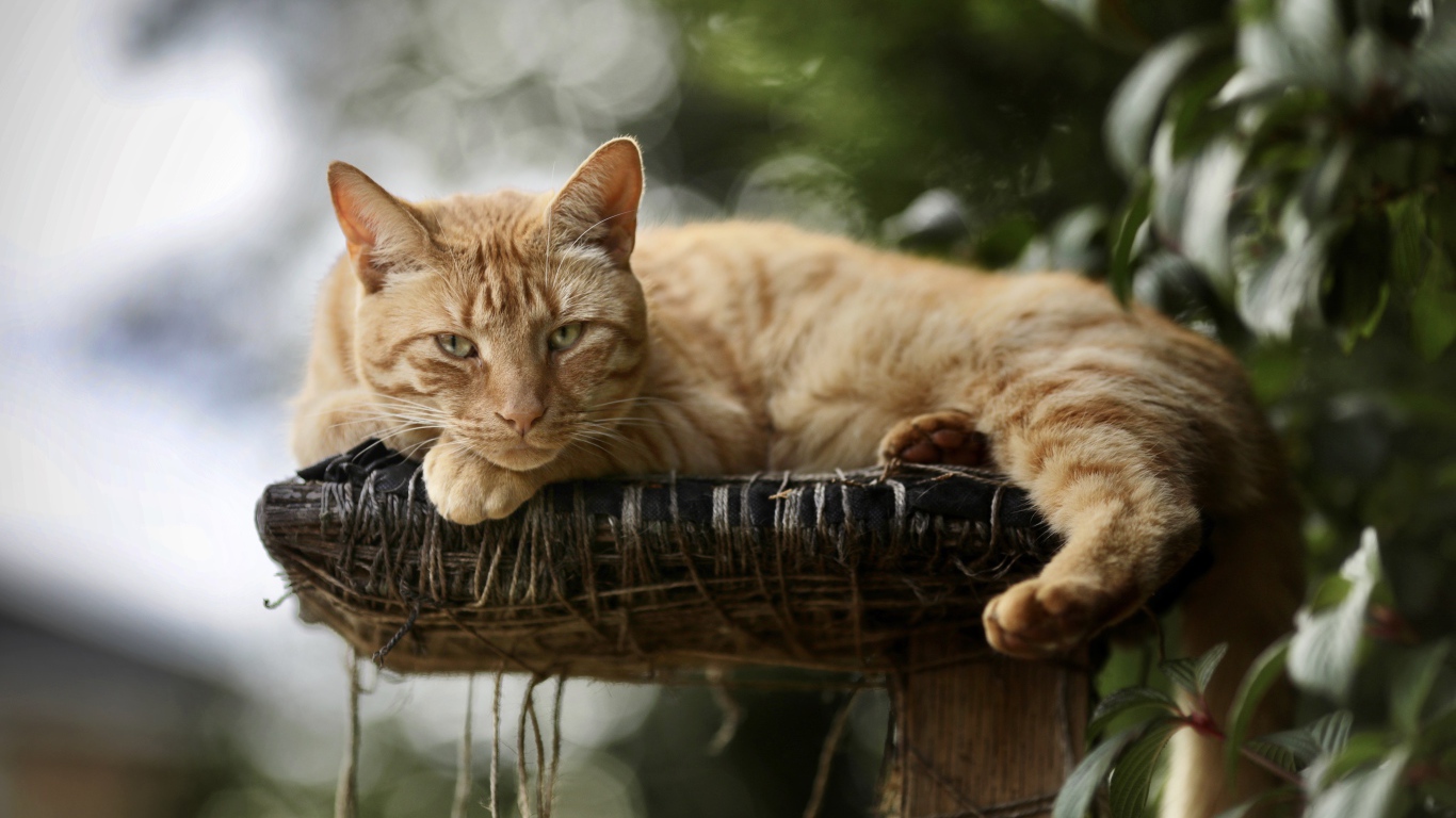 Красивый рыжий кот на лежанке 