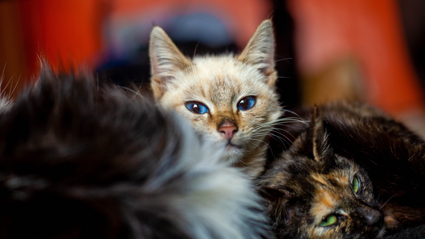 Красивые котята лежат на кровати 