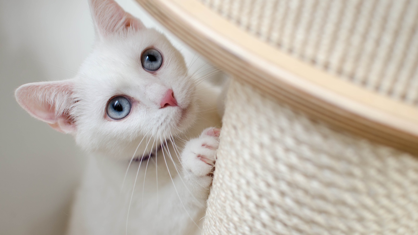 Красивая белая кошка с голубыми глазами