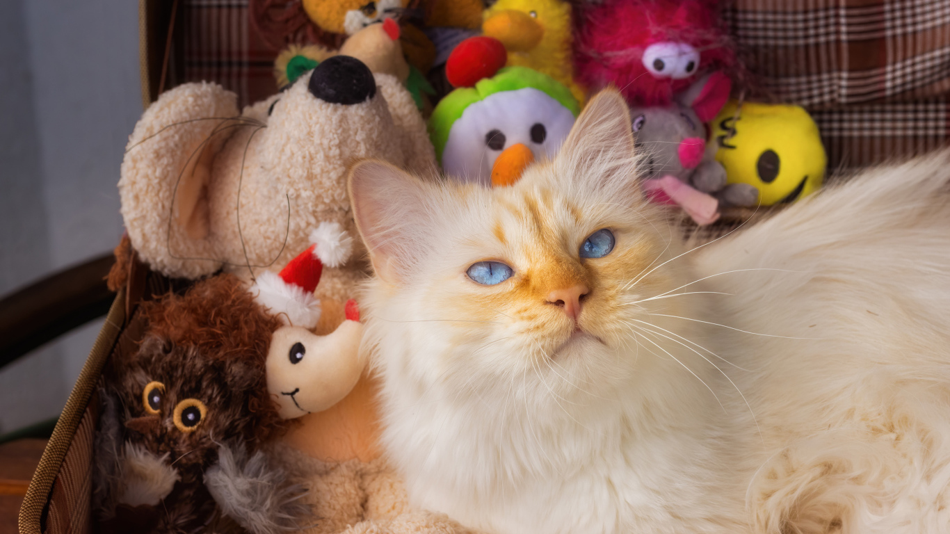 Голубоглазый кот в чемодане с игрушками 