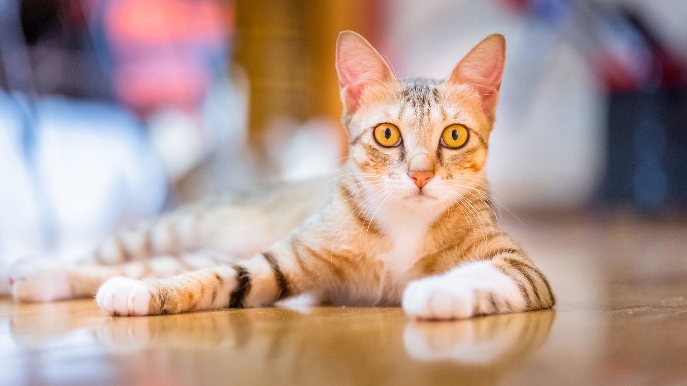 Домашняя кошка с желтыми глазами лежит на полу