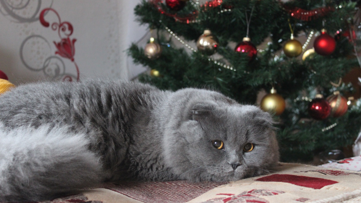 Пушистый британский кот под елкой на новый год 