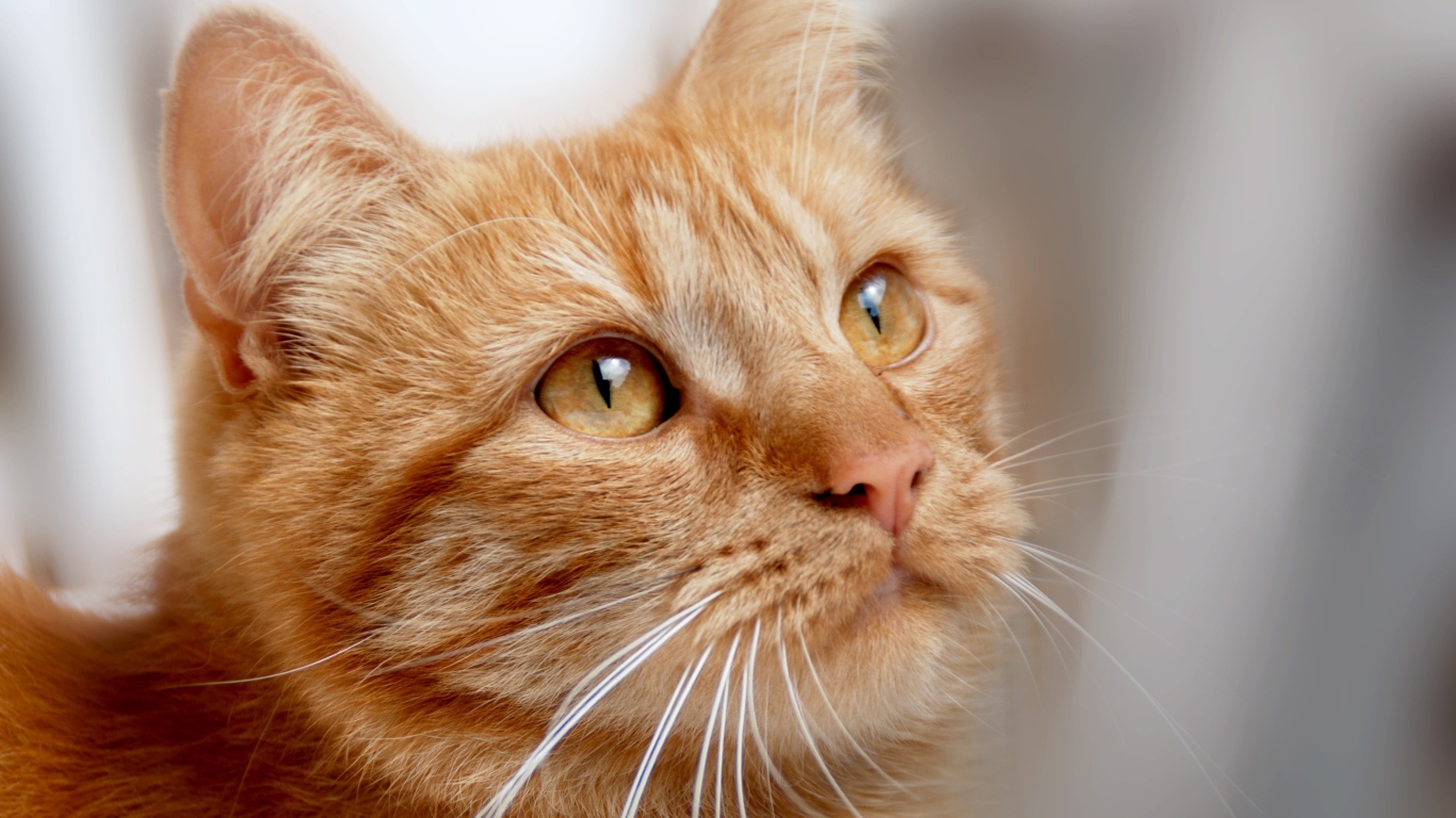 Рыжий кот с оранжевыми глазами 