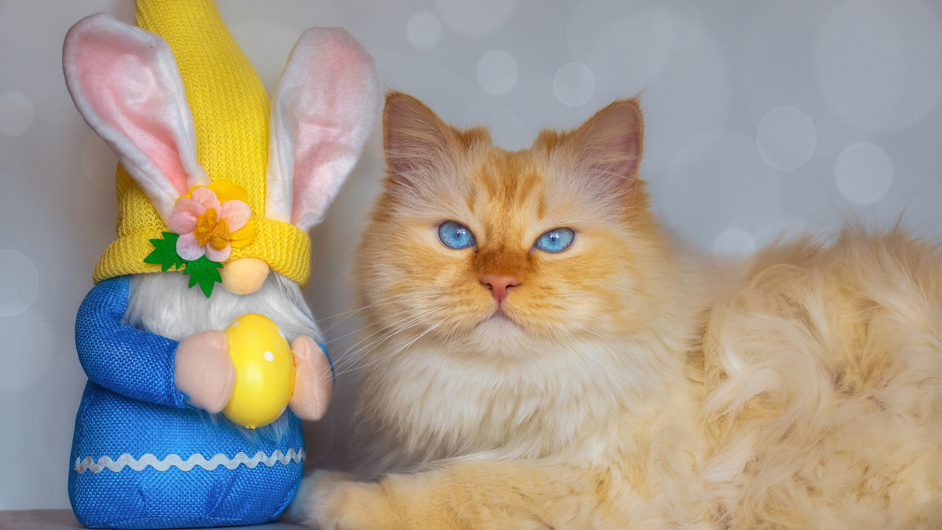 Рыжий кот с игрушечным гномом 