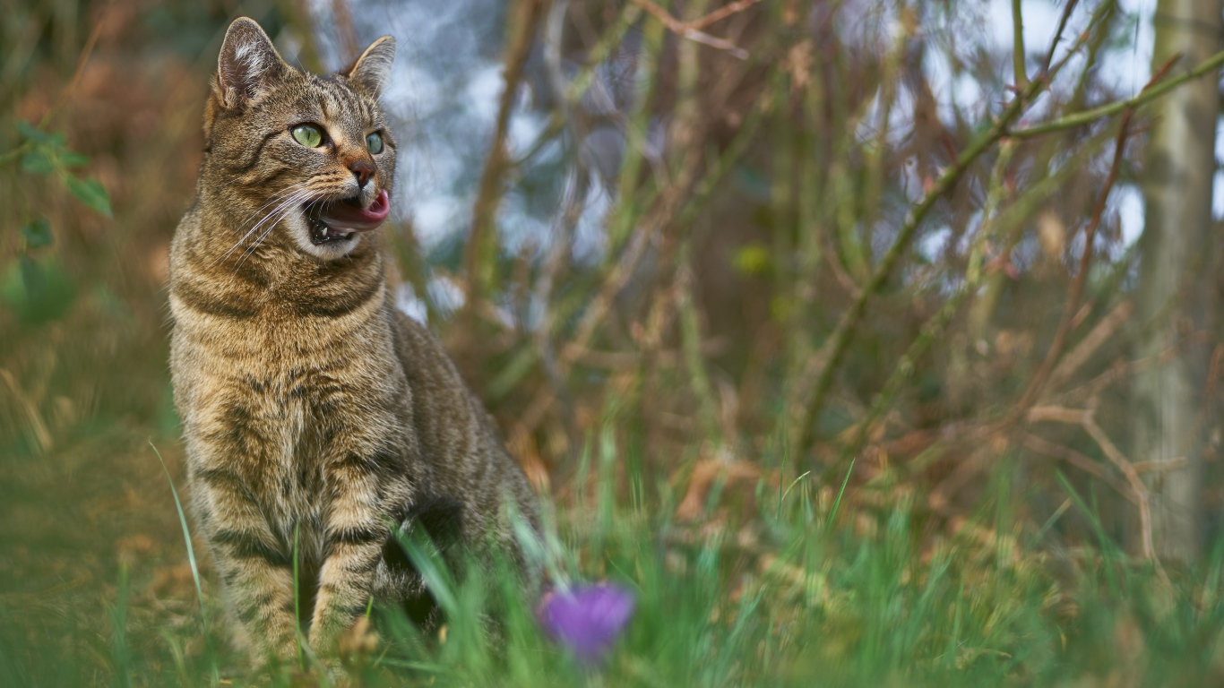 Серый кот сидит в зеленой траве 