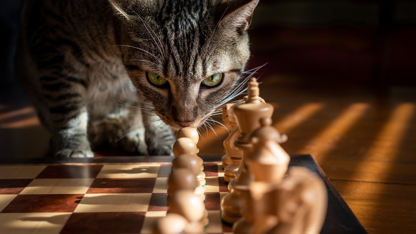 Серый кот нюхает шахматы