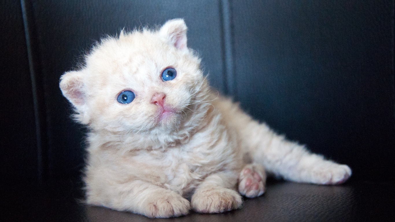 Маленький голубоглазый котенок лежит на черном диване