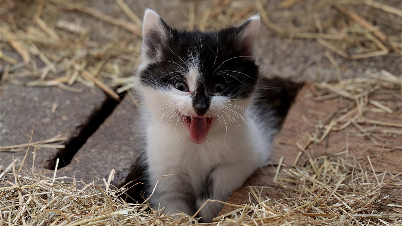 Little funny black and white kitten yawns