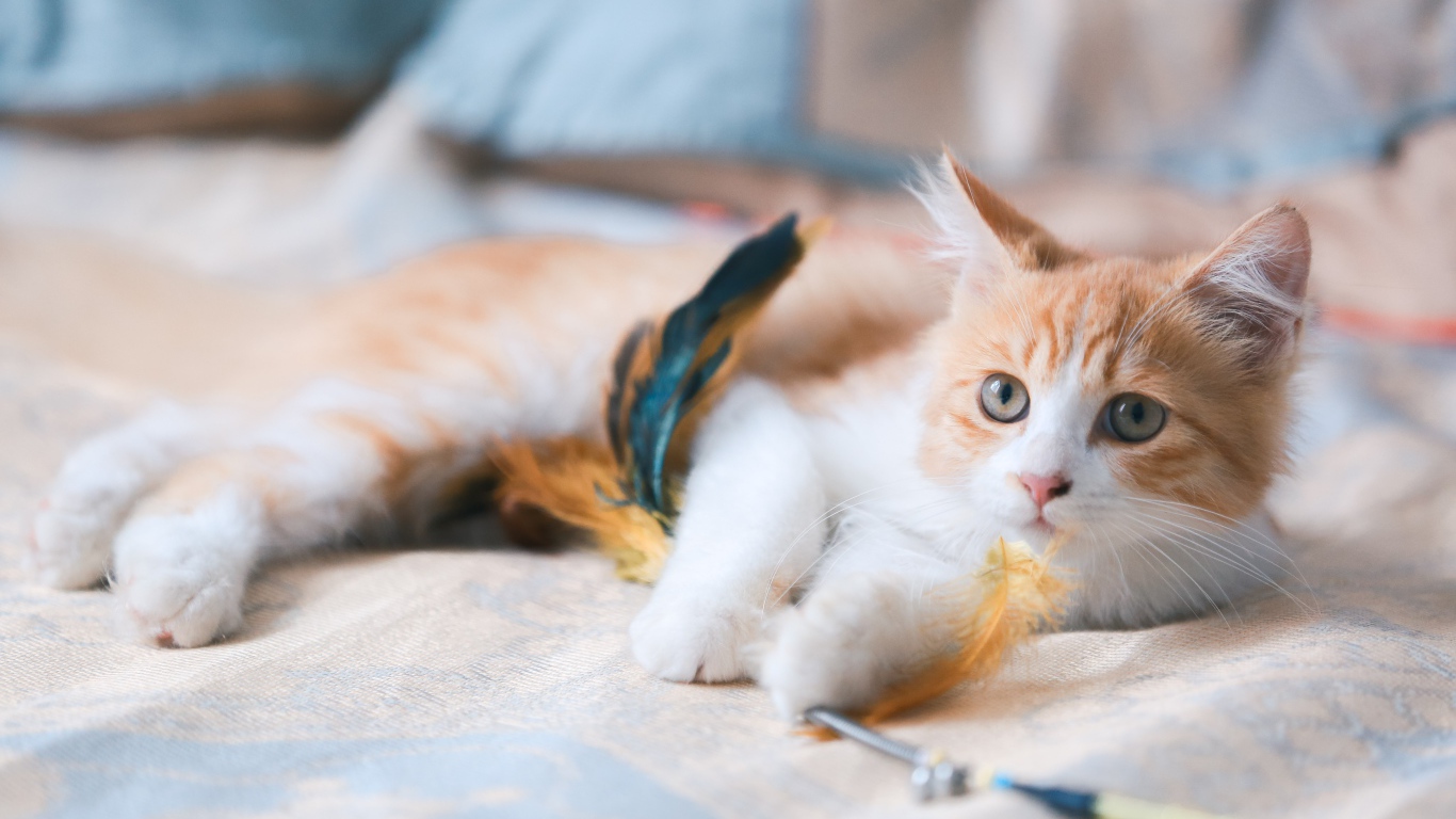 Маленький рыжий котенок с игрушкой на диване 