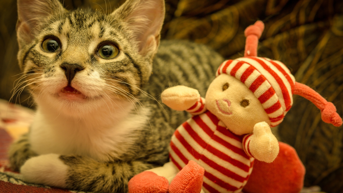 Маленький серый котенок с игрушкой