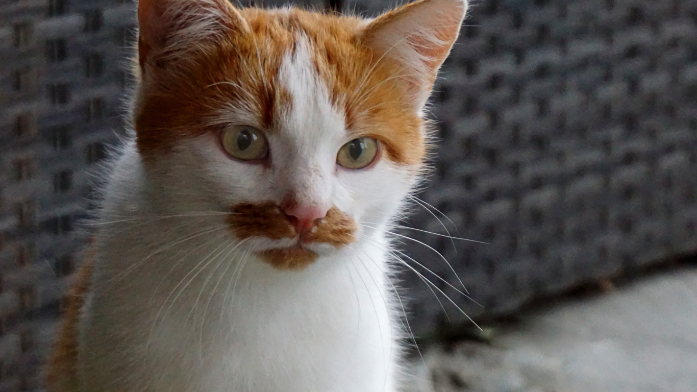 Рыжий с белым кот сидит на диване 