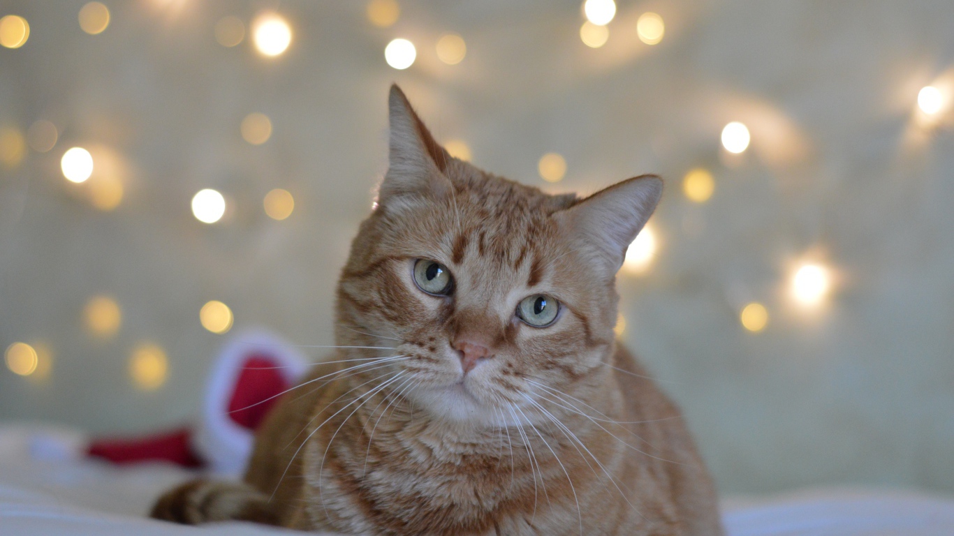 Грустный рыжий кот на фоне стены 