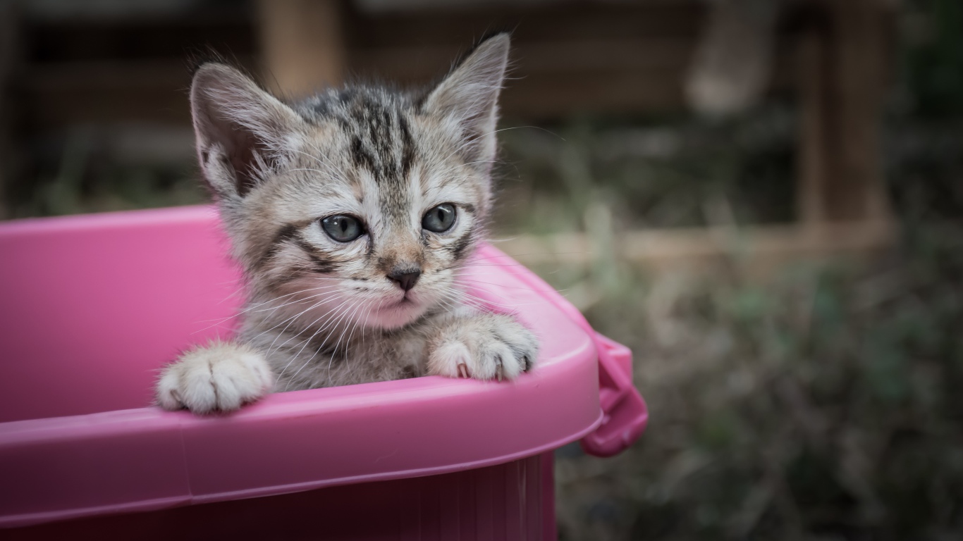 Маленький серый котенок сидит в розовом тазике