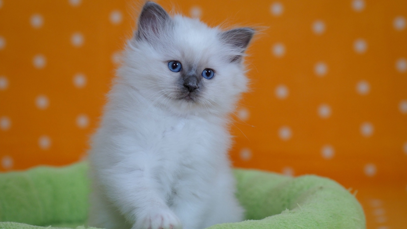 Маленький породистый котенок с голубыми глазами на лежанке