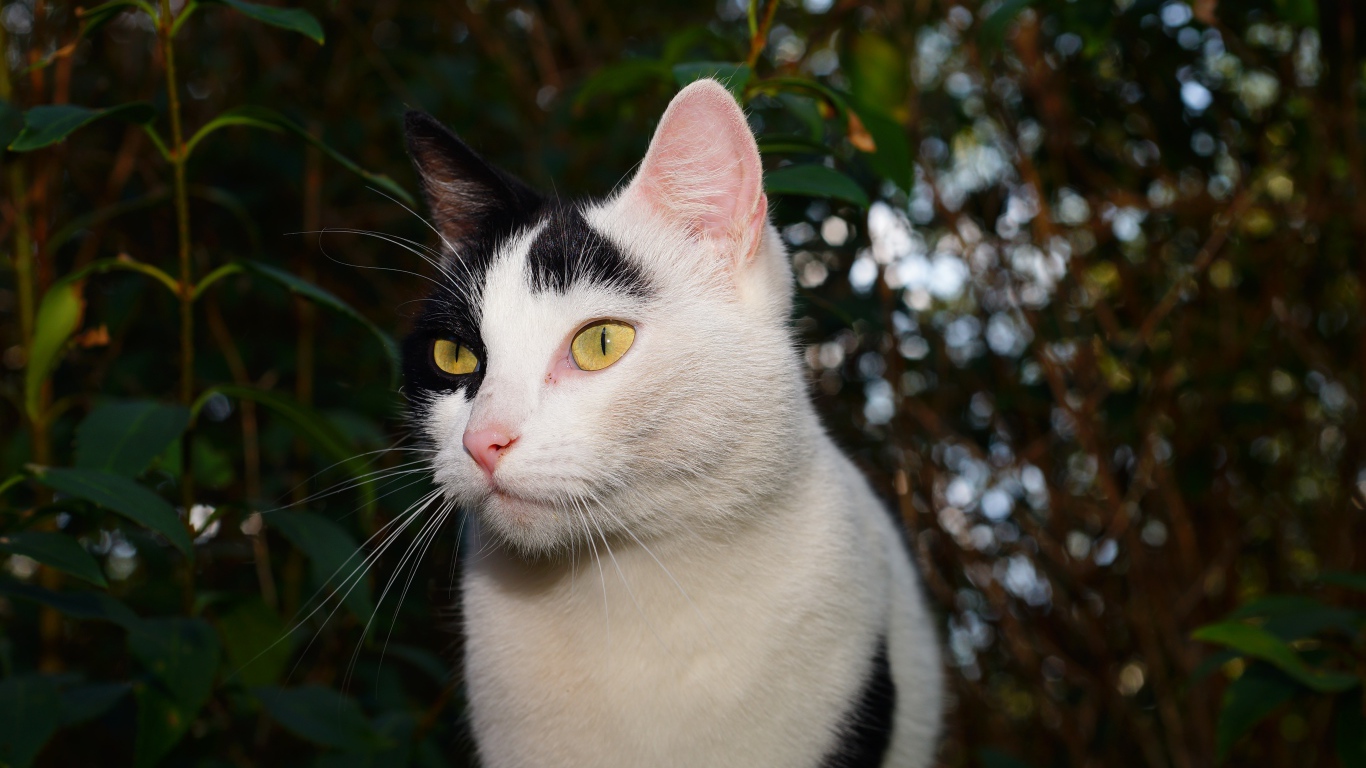 Белый с черными пятнами кот в саду