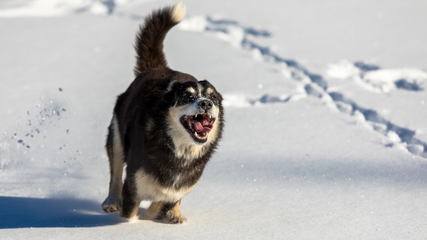 Веселая собака с высунутым языком бежит по снегу 