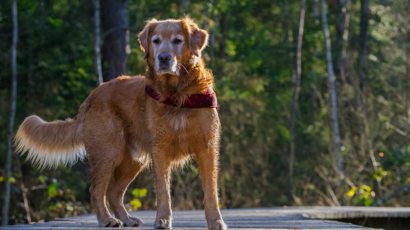 Большой золотистый ретривер стоит на деревянном мосту