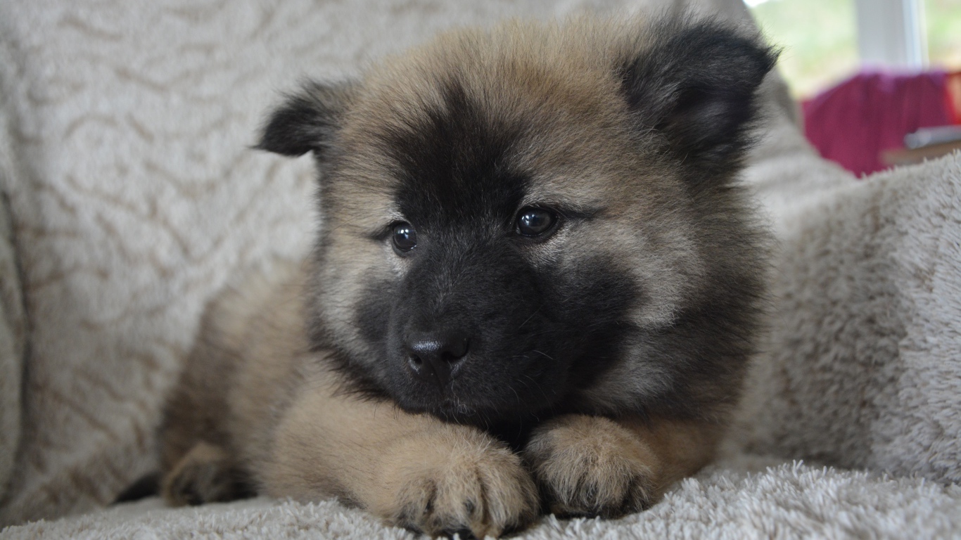 Щенок акита ину лежит на кресле 