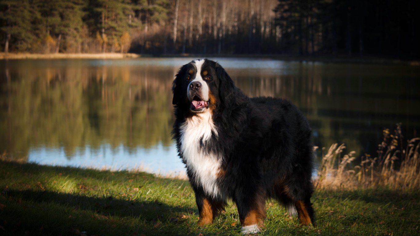 Бернский зенненхунд на зеленой траве у воды 