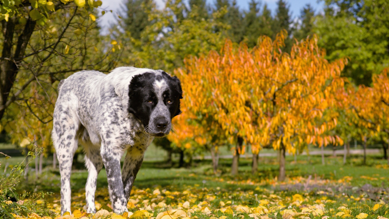 Большой алабай идет по парку осенью 