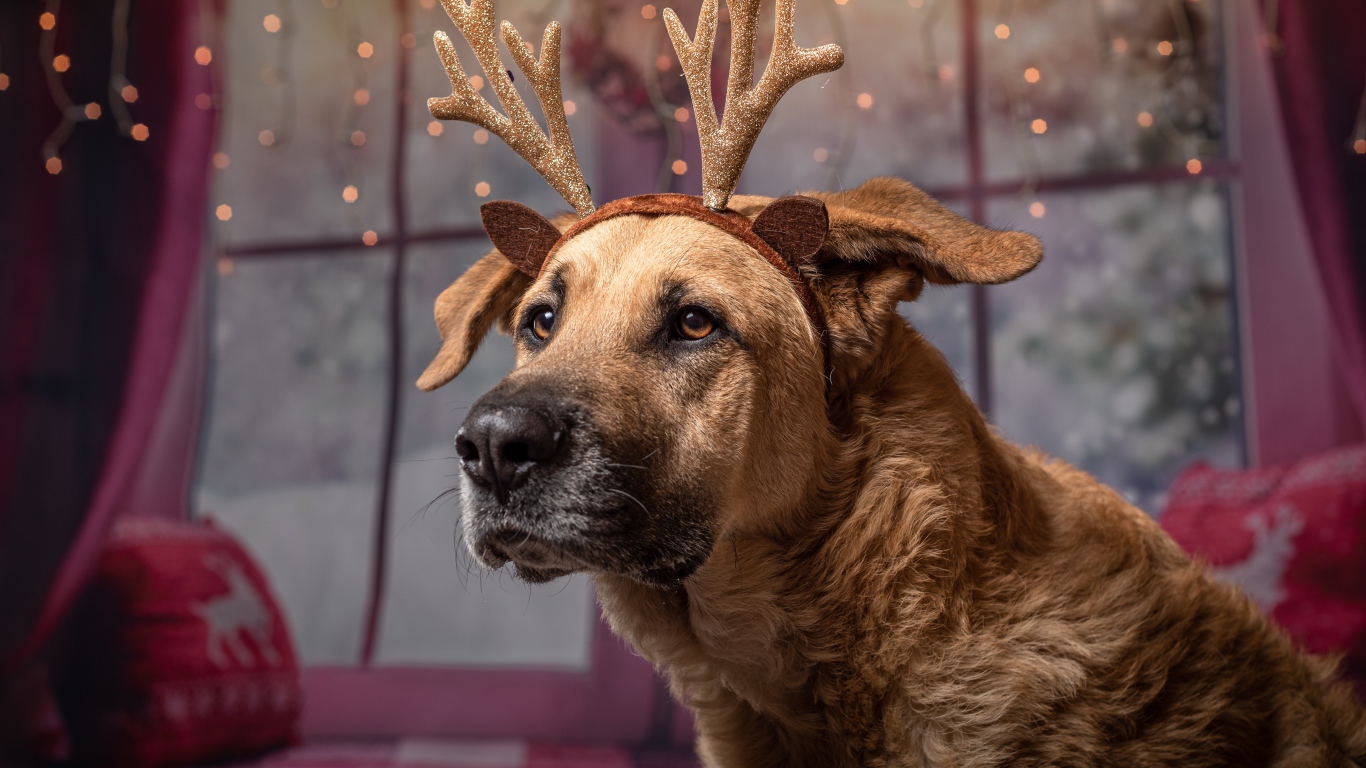 Большой пес с украшением на голове на Рождество 