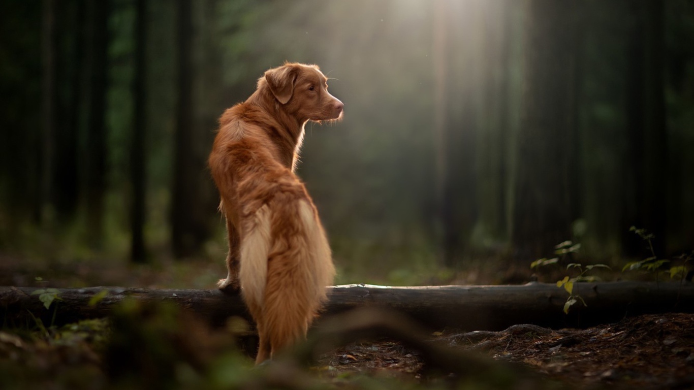 Большой золотистый ретривер гуляет в лесу 