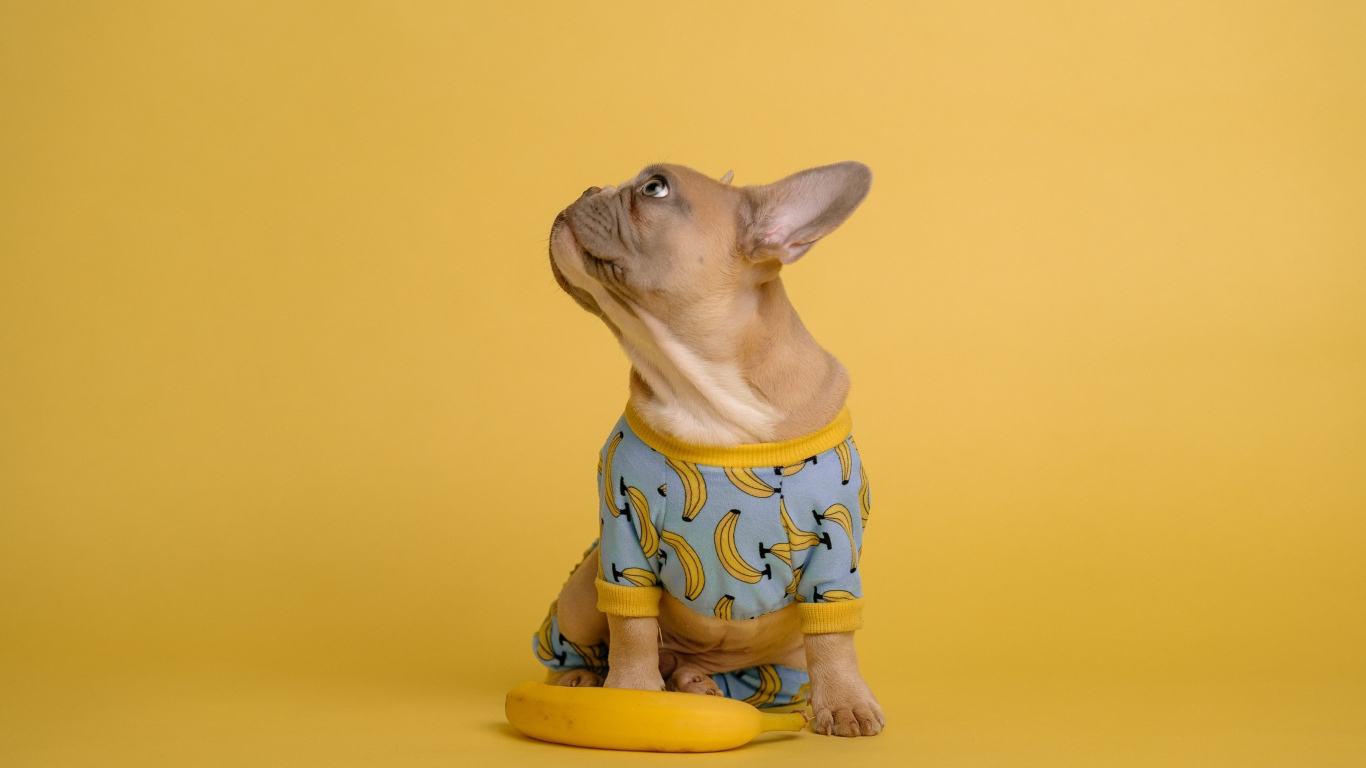 Милый французский бульдог в костюме