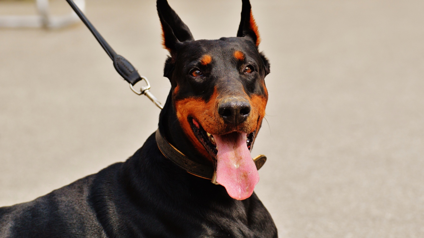Доберман с высунутым языком на поводке 