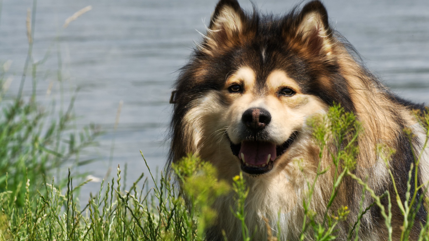 Финский лаппхунд с высунутым языком у воды 