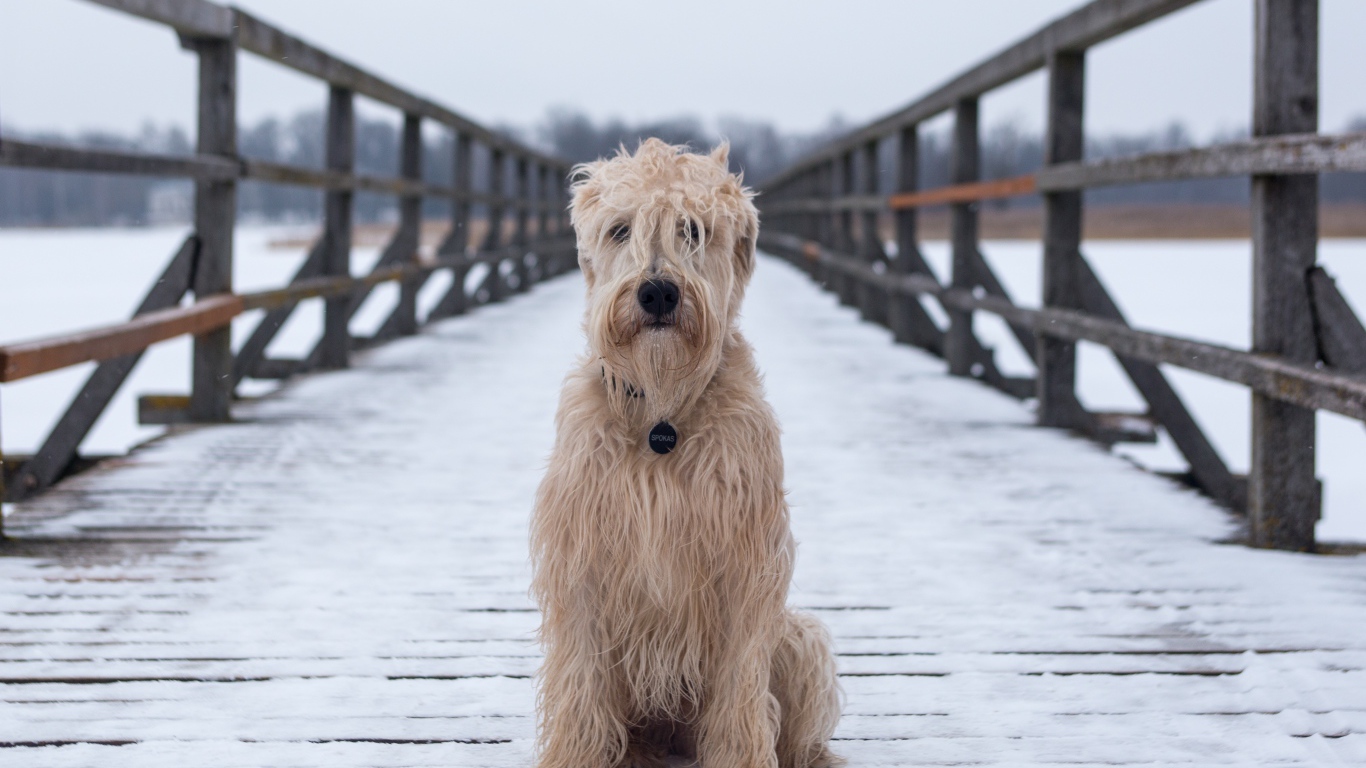 Пушистый пес сидит на покрытом снегом мосту