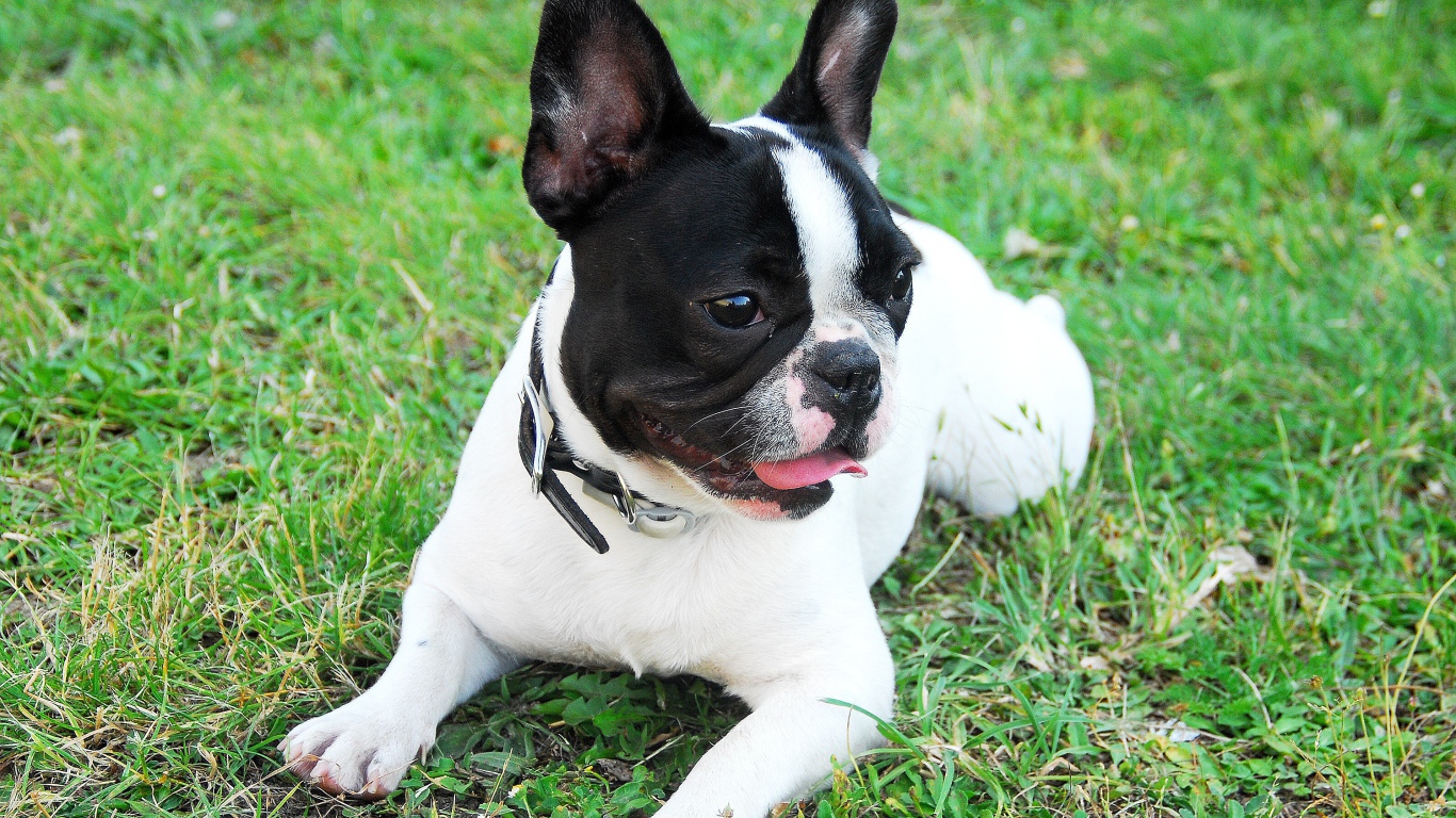 Французский бульдог с высунутым языком лежит на траве