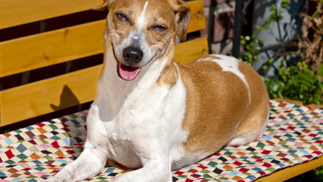 Довольный пес породы Джек рассел терьер на лавке 