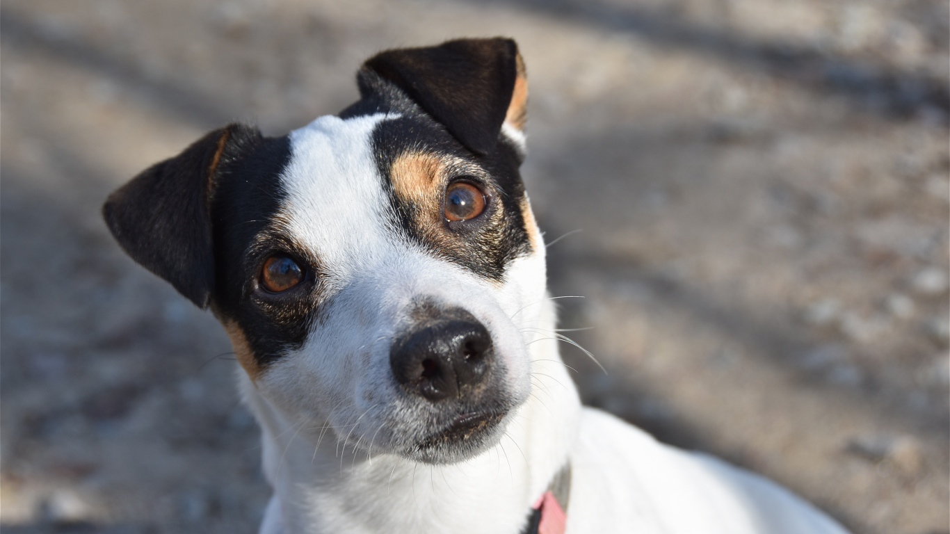 Любопытный пес породы Джек рассел терьер 