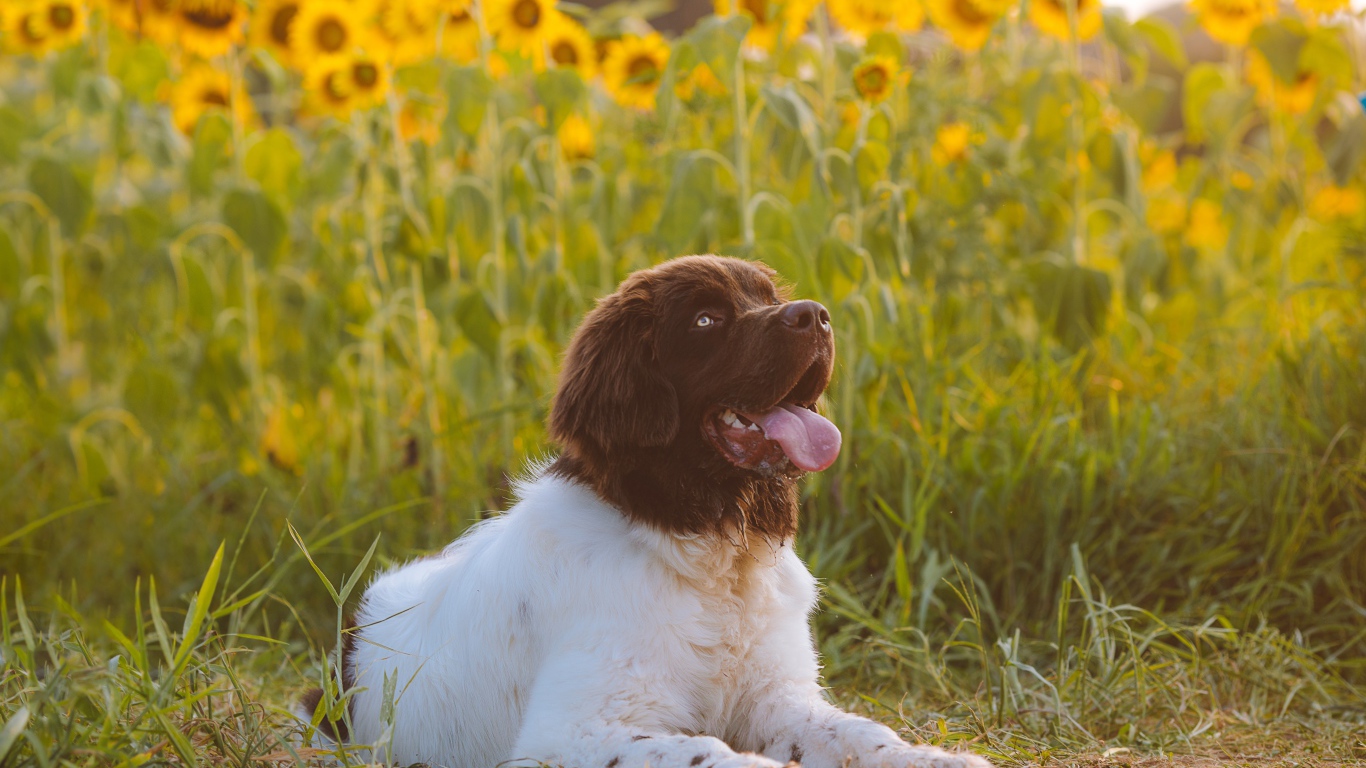 Большой породистый пес с высунутым языком на поле с подсолнухами 