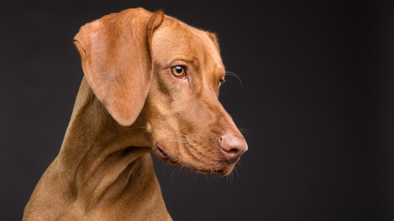 Большой породистый коричневый конь на черном фоне