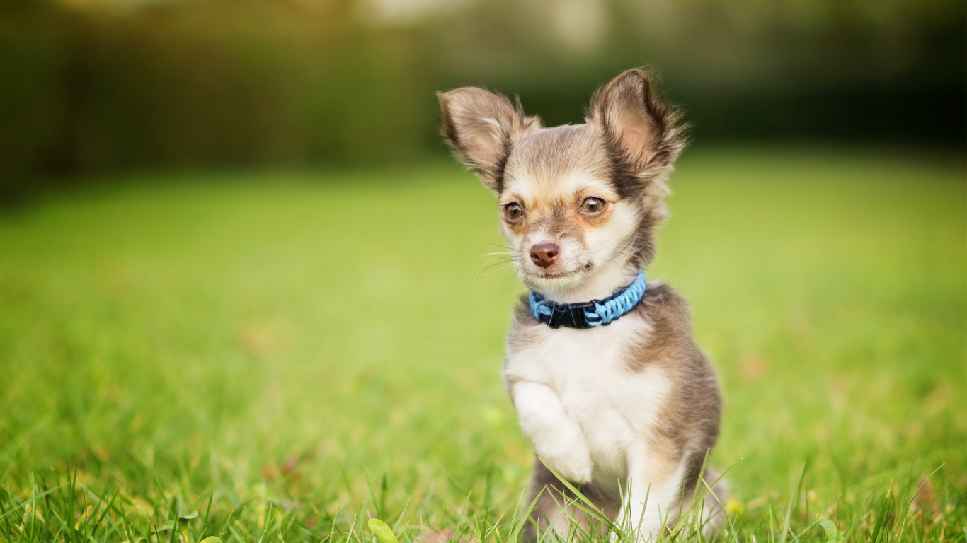Маленькая собака породы чихуахуа сидит в зеленой траве
