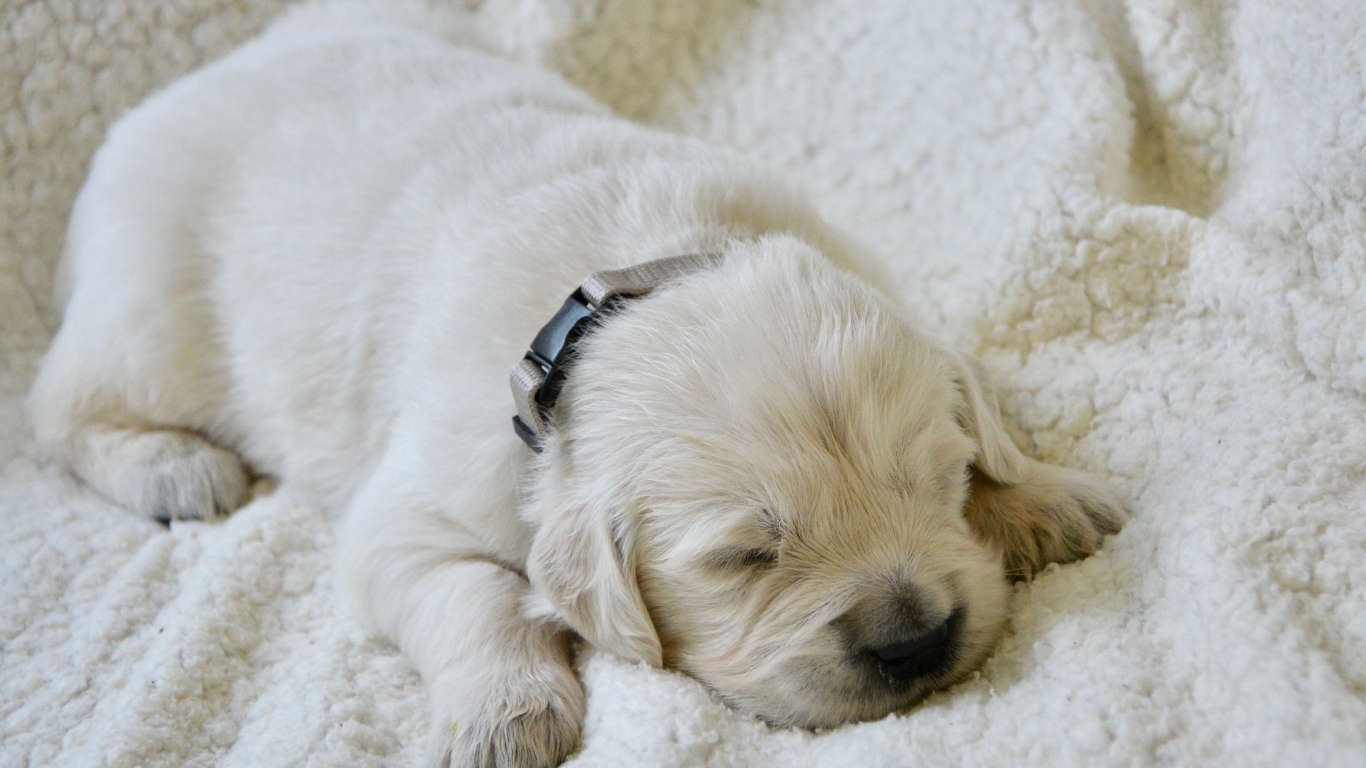 Маленький слепой щенок золотистого ретривера