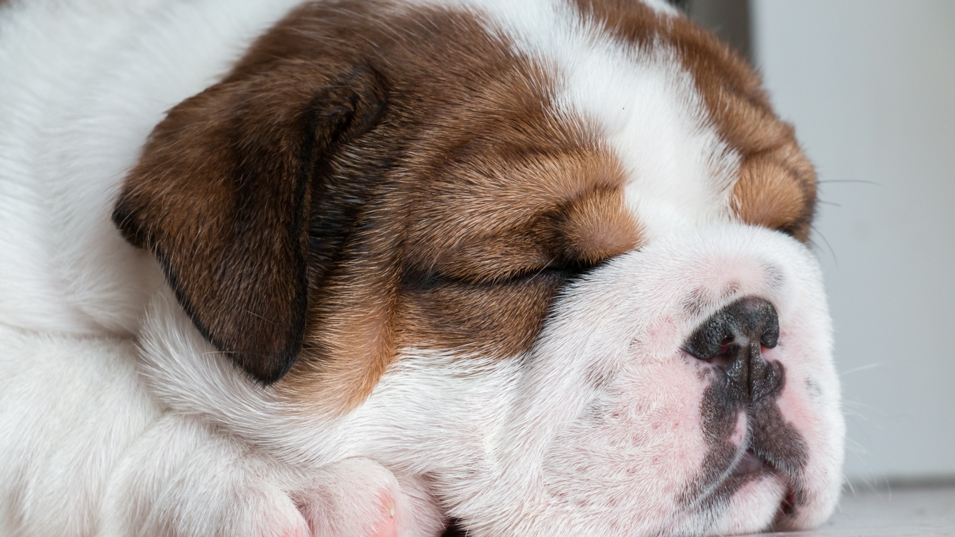 Маленький спящий английский бульдог 