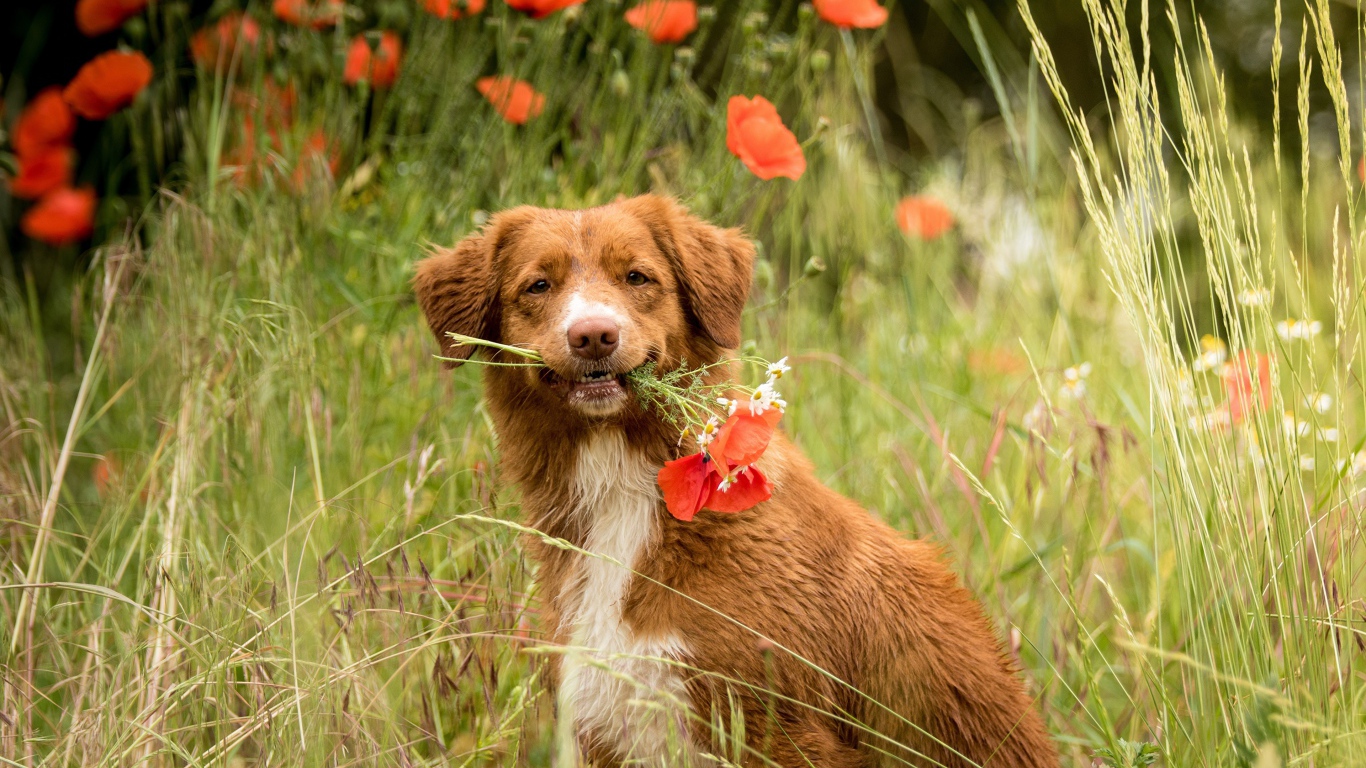 Новошотландский ретривер с красными маками 