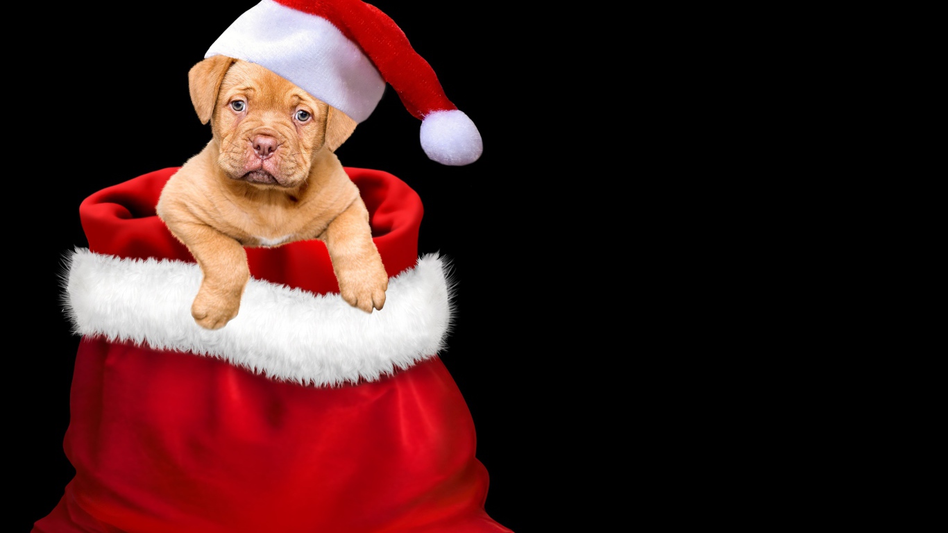 Щенок сидит в мешке на черном фоне 