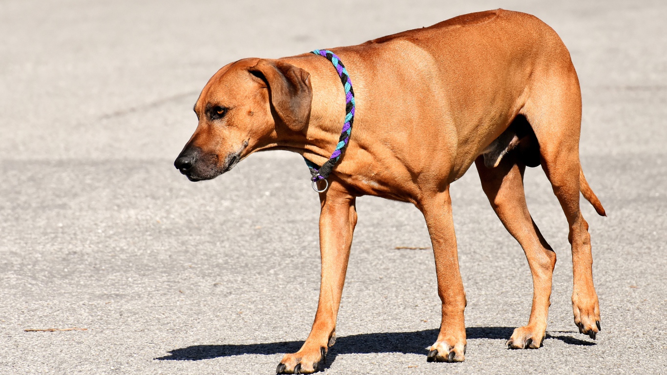 Родезийский риджбек с ошейником