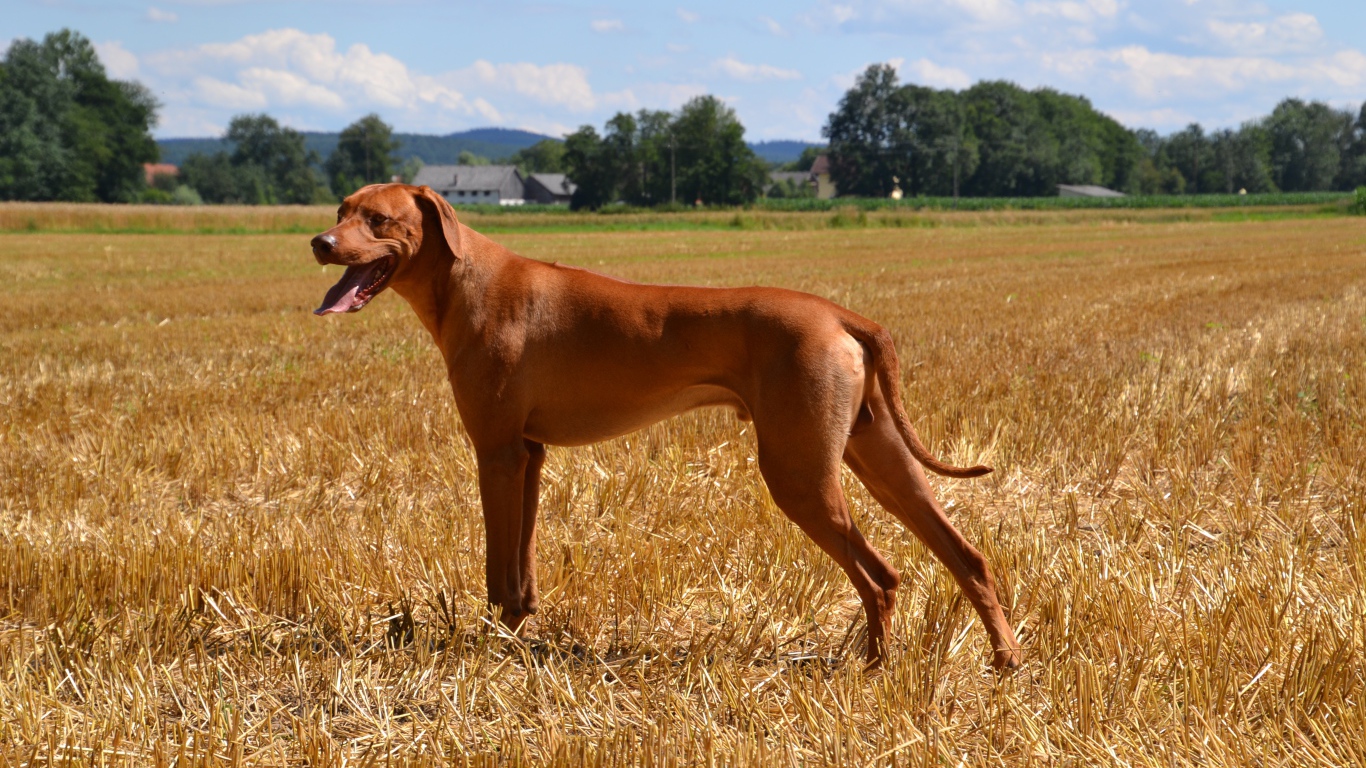 Родезийский риджбек на поле 