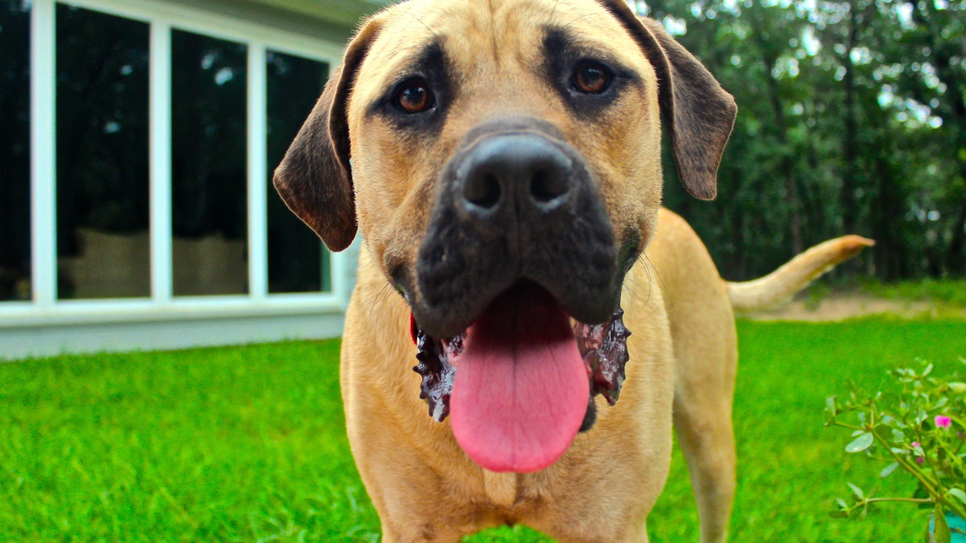 Родезийский риджбек с высунутым языком